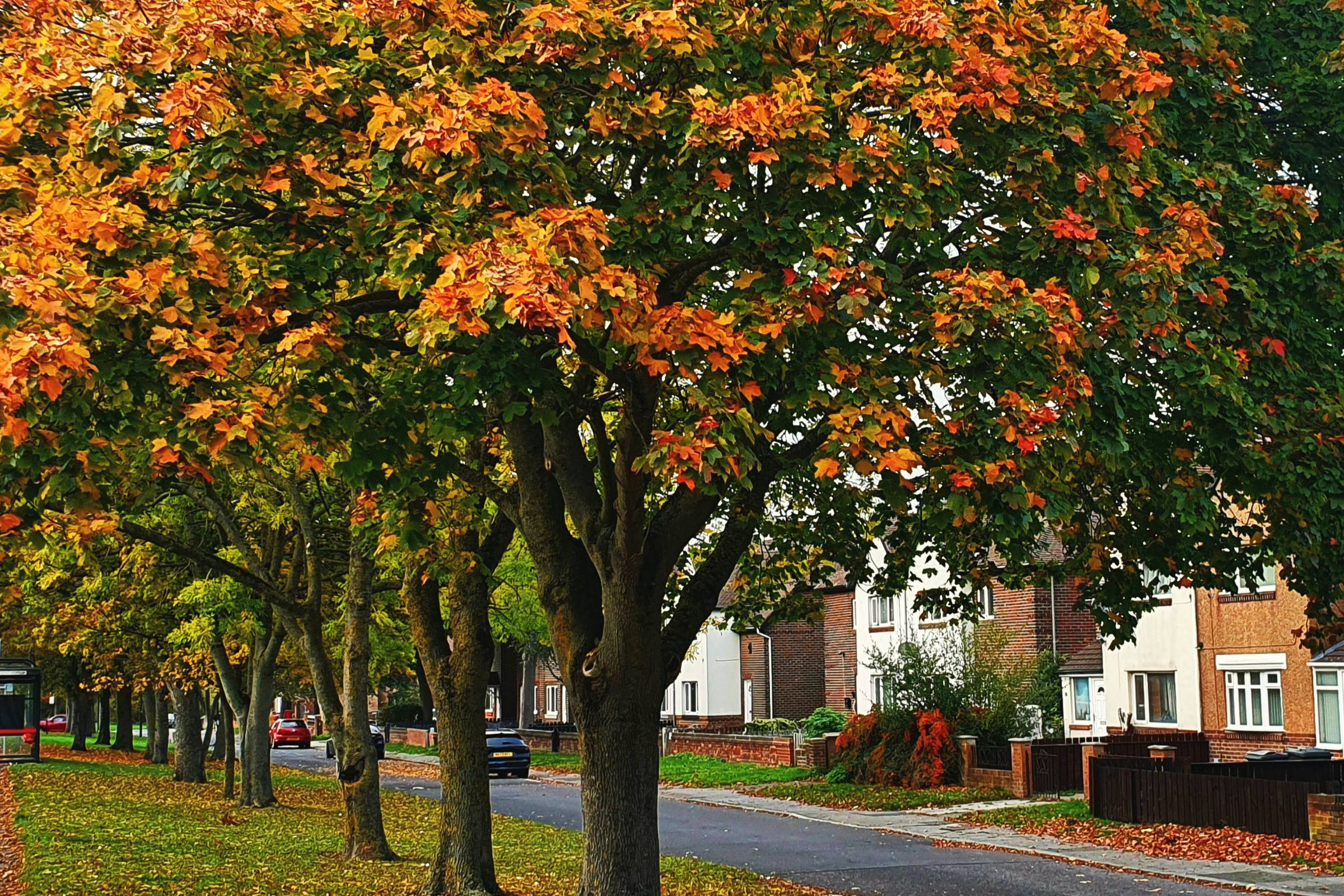 A tree-lined residential street in autumn color